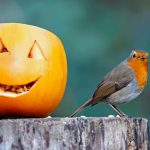 zucca uccelli selvatici