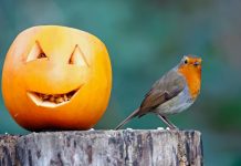 La zucca può essere data come alimento agli uccelli? zucca uccelli selvatici