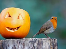 zucca uccelli selvatici