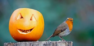 zucca uccelli selvatici