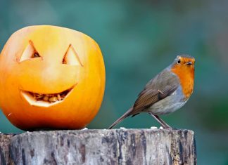 La zucca può essere data come alimento agli uccelli? zucca uccelli selvatici