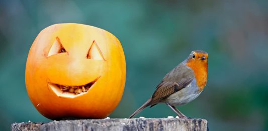 zucca uccelli selvatici