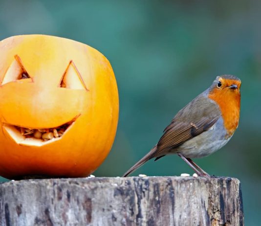 zucca uccelli selvatici