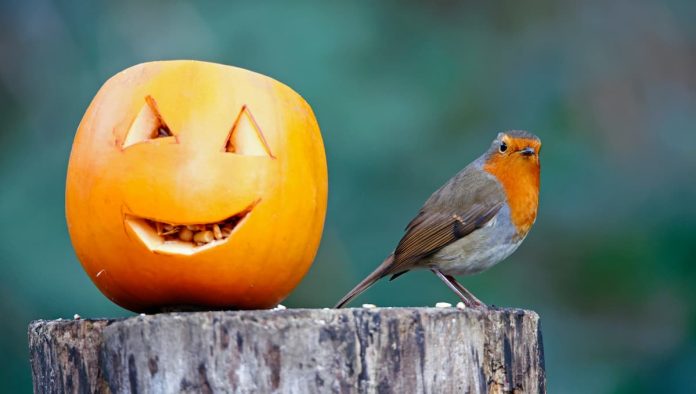 zucca uccelli selvatici zucca uccelli selvatici