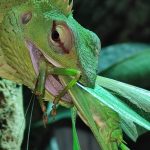 alimentazione lucertola verde foreste calotes