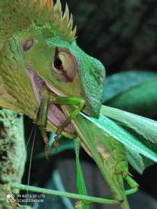 alimentazione lucertola verde foreste calotes