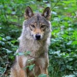 animali selvatici lupo parassiti