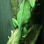 femmina gravida calotes