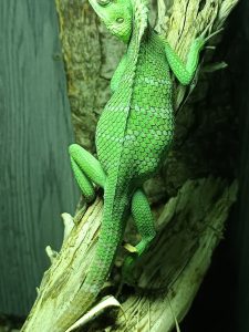 femmina gravida calotes