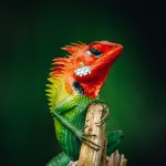 riproduzione lucertola calotes