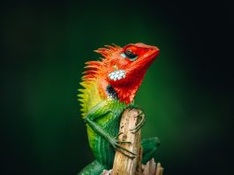 riproduzione lucertola calotes