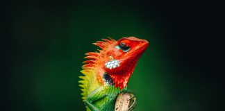 riproduzione lucertola calotes
