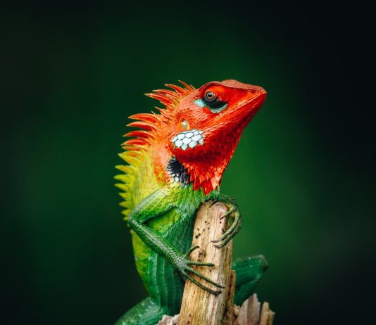 riproduzione lucertola calotes