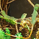 riproduzione lucertola calotes gestione piccoli