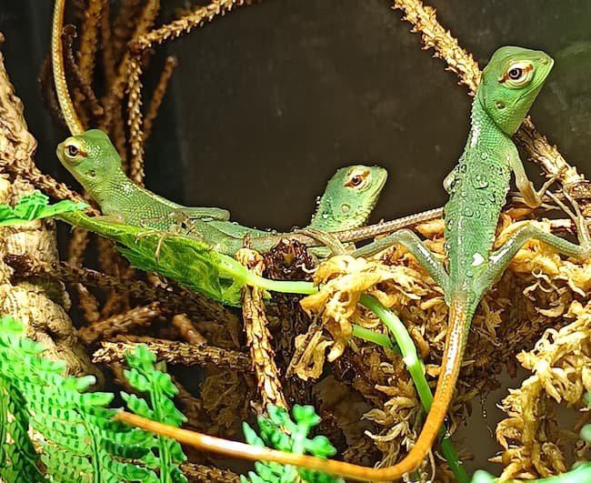 riproduzione lucertola calotes gestione piccoli
