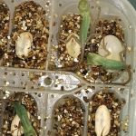 schiusa uova calotes lucertola verde foreste