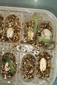 schiusa uova calotes lucertola verde foreste