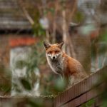 volpe animali domestici e parassiti