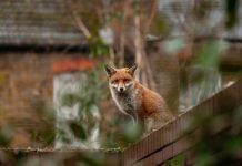 Il ruolo degli animali selvatici nella diffusione dei parassiti nei pets volpe animali domestici e parassiti