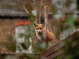 volpe animali domestici e parassiti