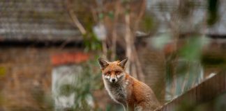 volpe animali domestici e parassiti