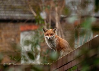 volpe animali domestici e parassiti