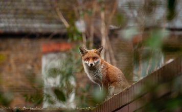 volpe animali domestici e parassiti