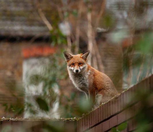 volpe animali domestici e parassiti