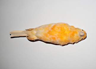 Che il vero possa confutare il falso