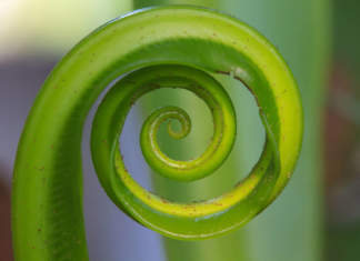 Convegni AIAPP a Myplant & Garden – Fiera Milano Rho