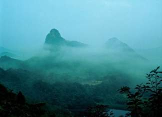 A Forest where Gods Live