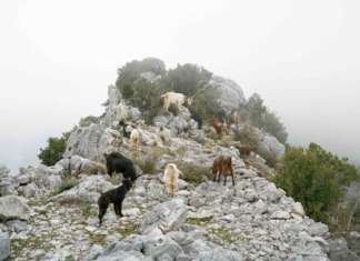 Eco-esistenze: forme del naturale e dell’artificiale