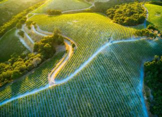 Vinitaly 2023: tra architettura del paesaggio ed enologia vinitaly