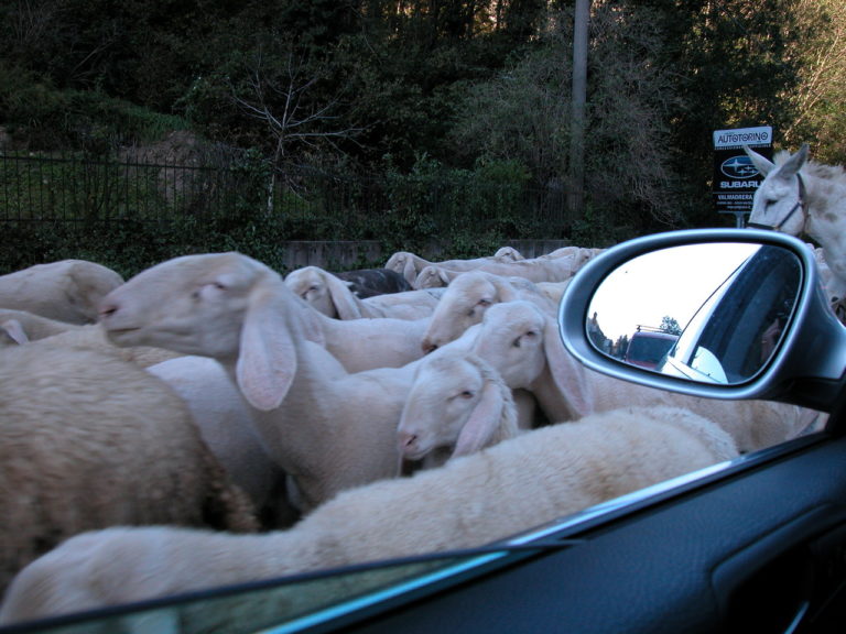 Tracciabilità, obbligo di etichetta anche per le carni ovine e suine