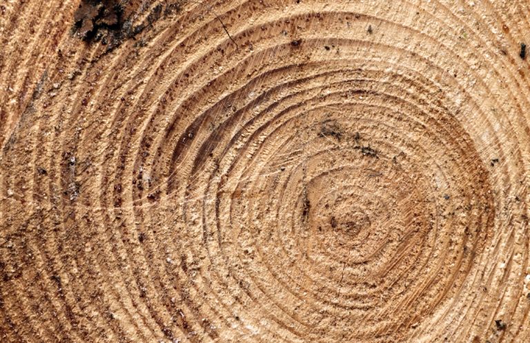 Finalmente, dei microprocessori di legno