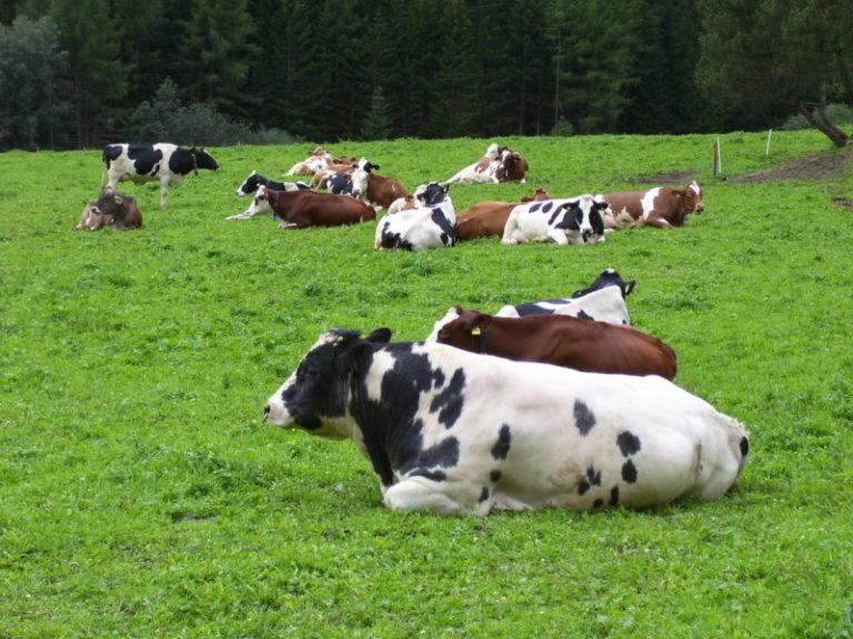 Latte e derivati, dal 19 aprile obbligatorie le nuove etichette