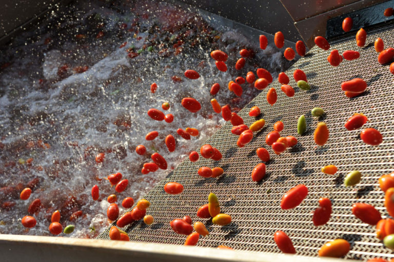 Etichette, novità per conserve, sughi e derivati del pomodoro