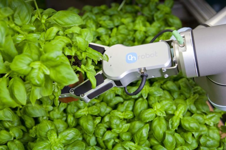 Robot che maneggiano erbe aromatiche: guarda il video