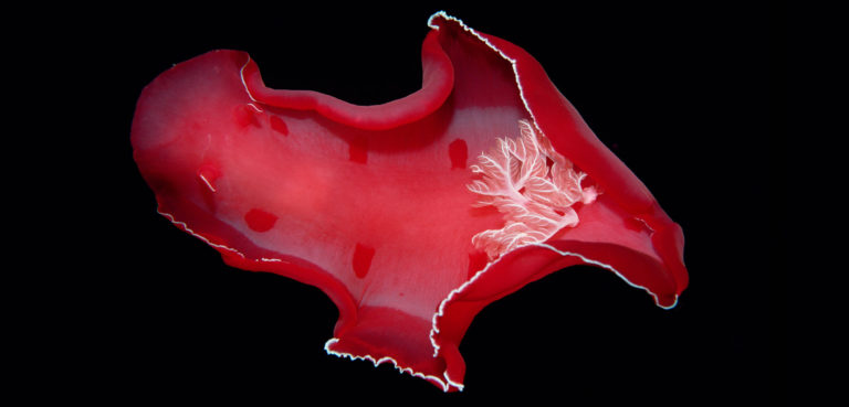 Robot più efficienti dalla fauna marina