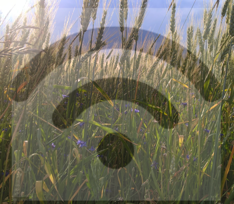 Incentivi 4.0: le opportunità per l’agricoltura