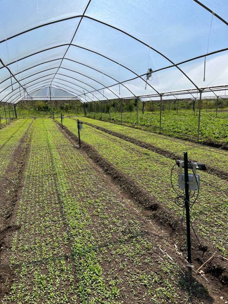 Agricoltura 4.0: più efficiente e sostenibile con una serra Smart