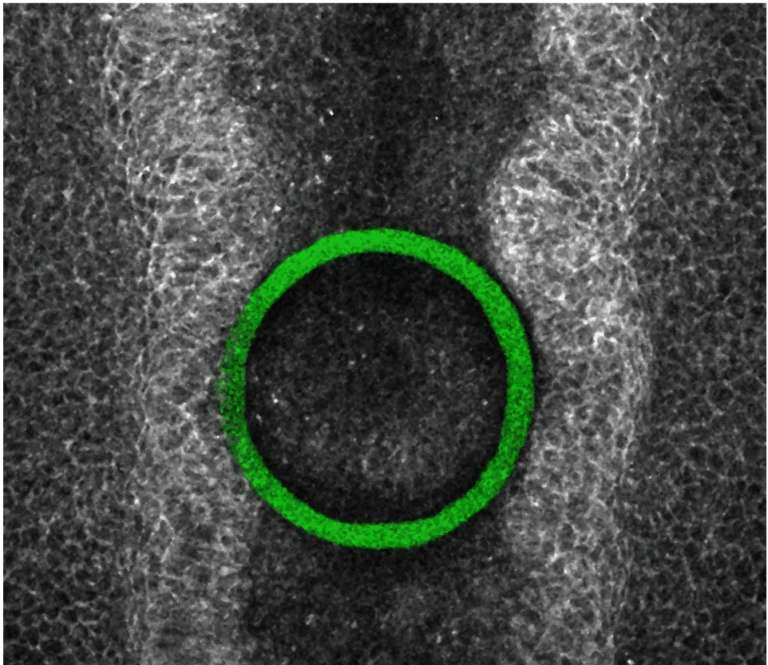 sensori di forza meccanica embrionale