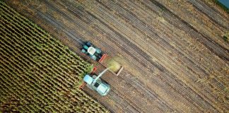 agricoltura-cereali-unsplash