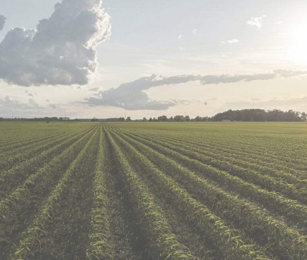 osservatorio-agrifood-40