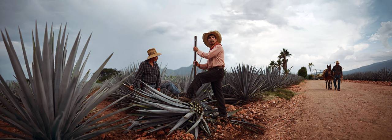 Cuervo