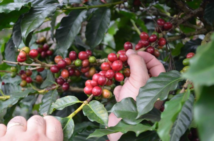 raccolta drupe