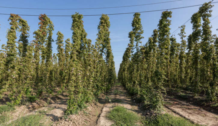 Filari di luppolo Cascade nella tenuta IHC