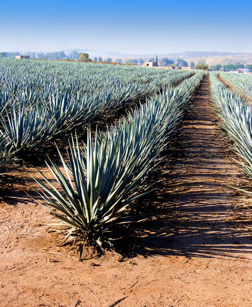 Raicilla, Bacanora e Sotol