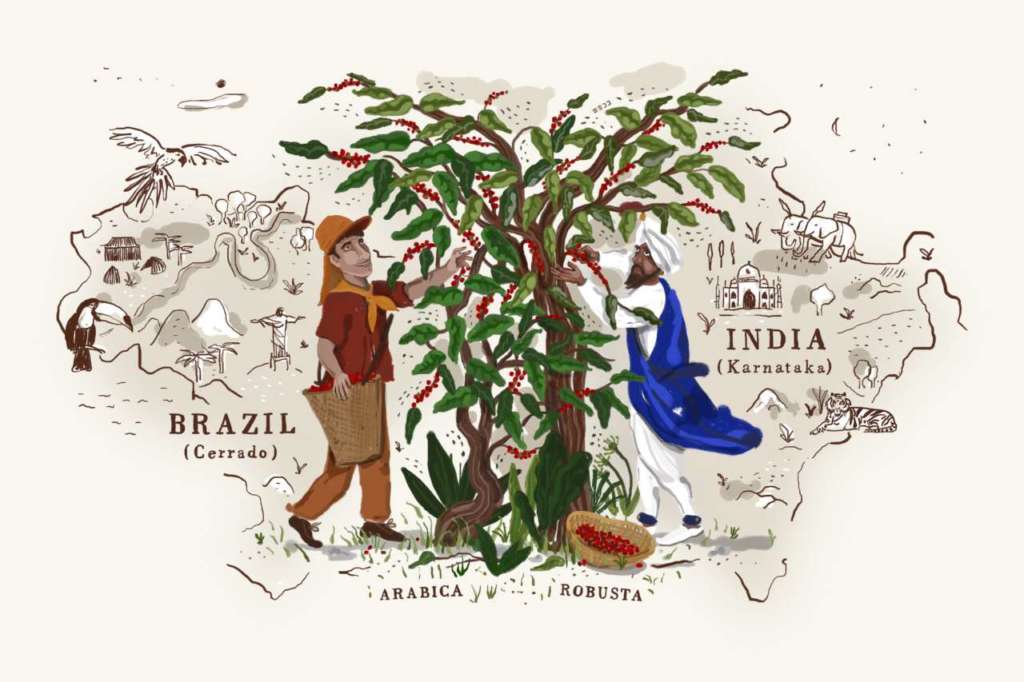Arabica e robusta