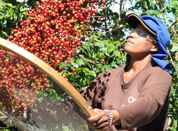 caffe monorigine caffe monorigine